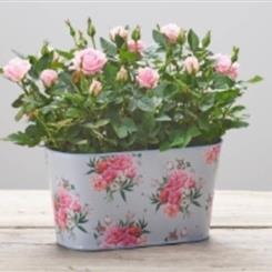 Pretty rose planter