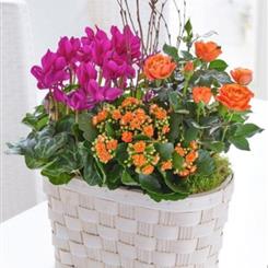 Mixed Planter