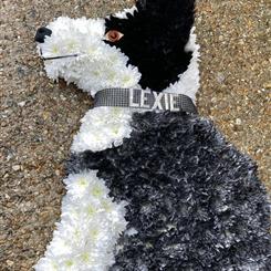Dog tribute 