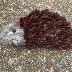 Bespoke Hedgehog 