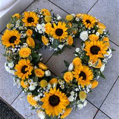 Sunflower open heart