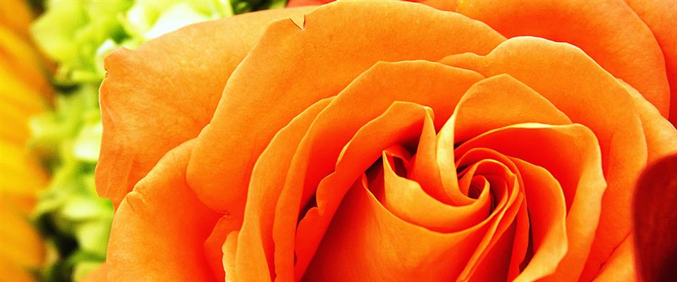 Arlette's Florist